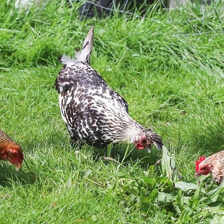 Gite A La Ferme Questembert Exterior foto
