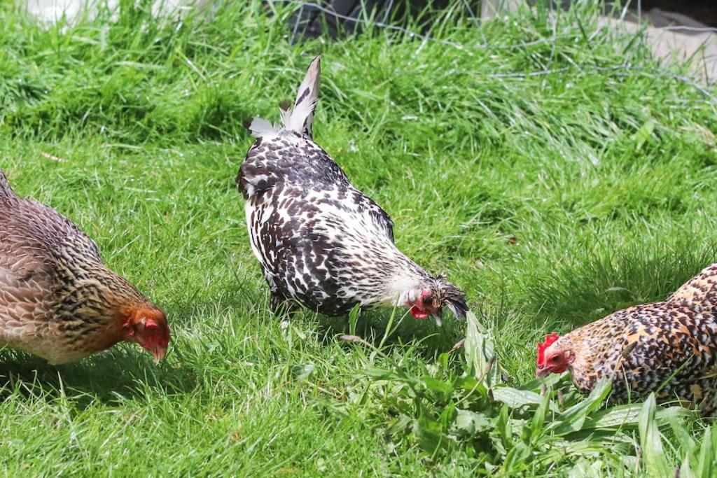 Gite A La Ferme Questembert Exterior foto